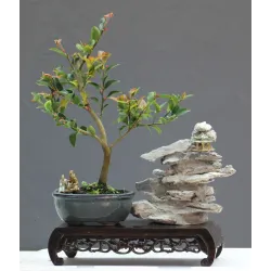 Ginko bonsai - Die Auswahl unter der Vielzahl an Ginko bonsai