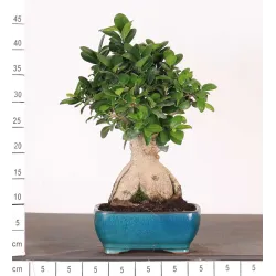 FICUS FORMOSA 1-6