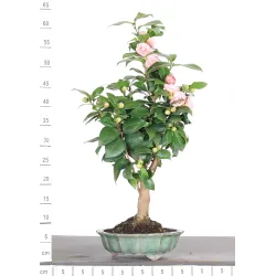 Camellia japonica 1-2
