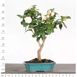 Camellia japonica 1-3