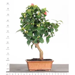 Camellia japonica 1-4
