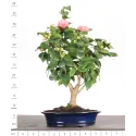 Camellia japonica 1-5