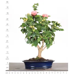 Camellia japonica 1-5