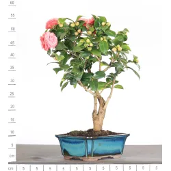 Camellia japonica 1-7