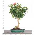 Camellia japonica 1-8
