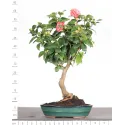 Camellia japonica 1-8