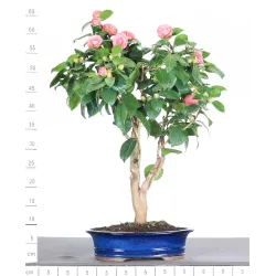 Camellia japonica 1-9