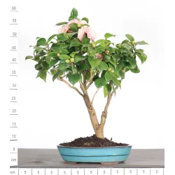 Camellia japonica 1-10