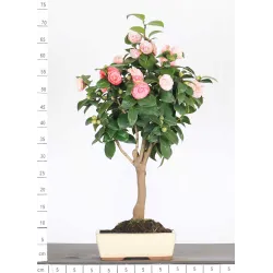 Camellia japonica 1-11