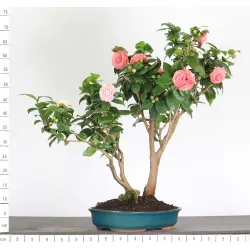 Camellia japonica 1-12