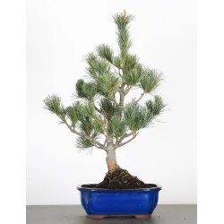 BONSAI PINUS PENTAPHYLLA 4-7