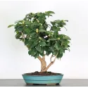 Camellia japonica 2-2