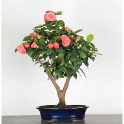 Camellia japonica 2-3