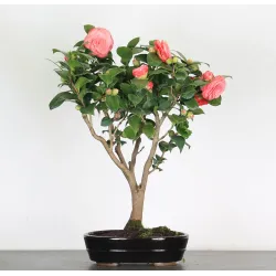 Camellia japonica 2-7