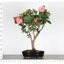 Camellia japonica 2-7