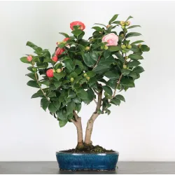 Camellia japonica 2-8