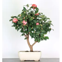 Camellia japonica 3-1