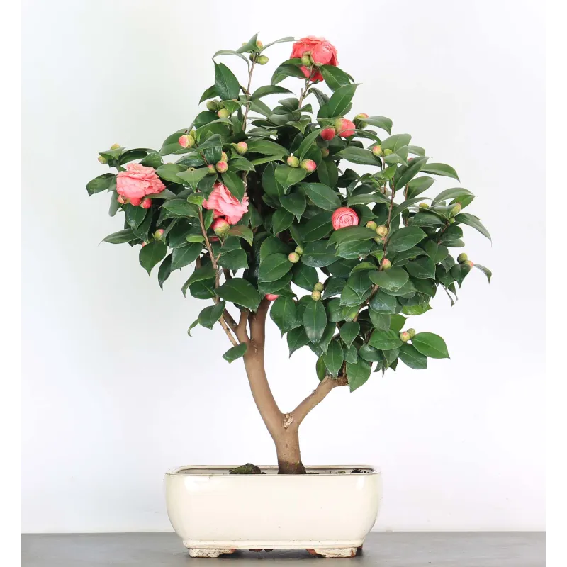 Camellia japonica 3-1