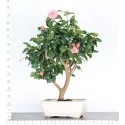 Camellia japonica 3-1