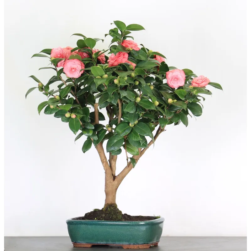 Camellia japonica 3-3