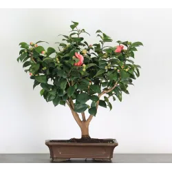Camellia japonica 3-4
