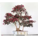 LOROPÉTALUM LO-5-10