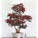 LOROPÉTALUM LO-5-10