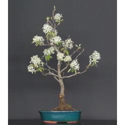 BONSAI AMELANCHIER 1-17