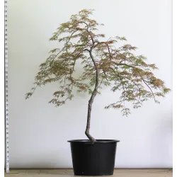 ACER DISSECTUM GARNET 2-1