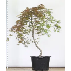 ACER DISSECTUM GARNET 2-3