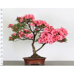 BONSAI AZALEA 4-1
