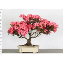 BONSAI AZALEA 4-5