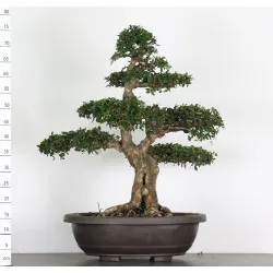 ORME DE CHINE "Ulmus parvifolia" 4-10