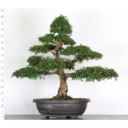 ORME DE CHINE "Ulmus parvifolia" 4-15