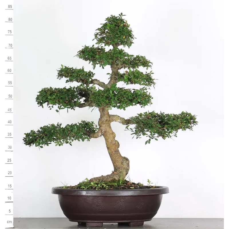 ORME DE CHINE "Ulmus parvifolia" 5-4 