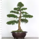ORME DE CHINE "Ulmus parvifolia" 5-4 