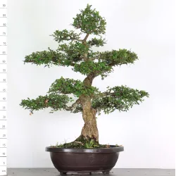 ORME DE CHINE "Ulmus parvifolia" 5-5 