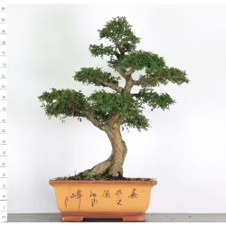 ORME DE CHINE "Ulmus parvifolia" 5-8 