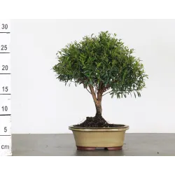 BONSAI MYRTE "Myrtus" 2-16