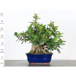 FICUS DELTOIDÉA 2-9