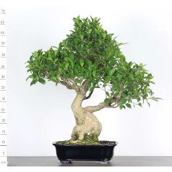 FICUS NITIDA FIN 3-4