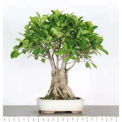 FICUS RÉTUSA FIR-1-15