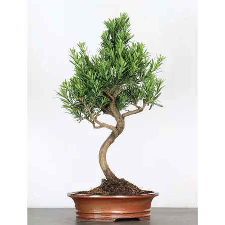 image supplémentaire - BUDDHA PINE "PODOCARPUS" 2-6