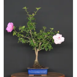 HIBISCUS 1-7