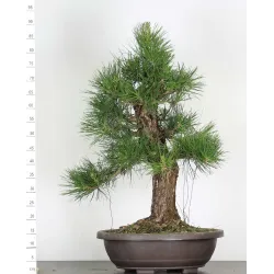 BONSAI PINUS THUNBERGII 4-5
