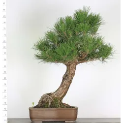 BONSAI PINUS THUNBERGII 5-8