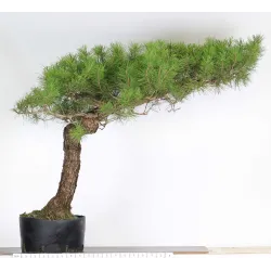 PINUS THUNBERGII 6-3