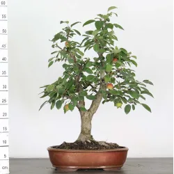 BONSAI POMMIER "MALUS EVERESTE" 3-4