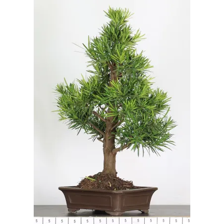 image supplémentaire - PIN DE BOUDDHA "PODOCARPUS"...