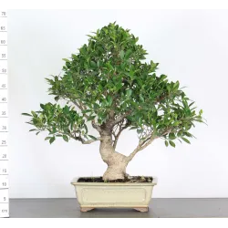 FICUS NITIDA FIN 2-2